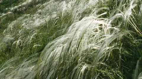Feather Grass Stock-Footage 67670142
