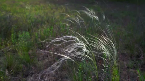 Feather grass Stock Footage 153896864
