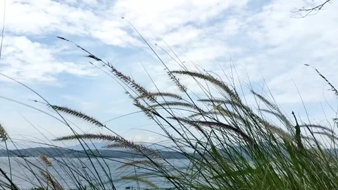 Feather grass Video stock 327009947