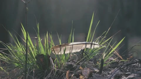 Feather on the grass in the forest hand Stockbeeldmateriaal 152979210