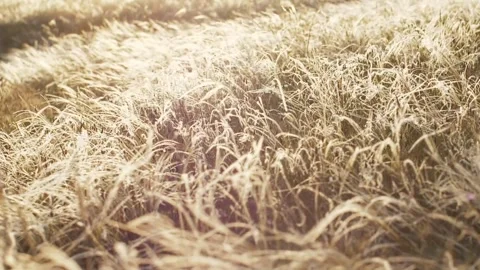 The feather grass glitters in the rays of the sunset and sways on the wind. Slow Stock Footage 241650804