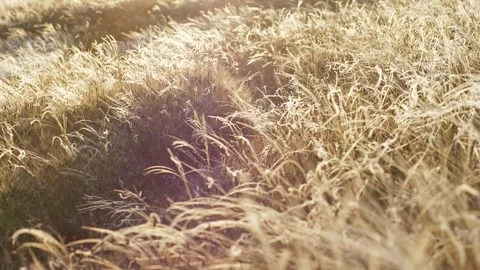 The feather grass glitters in the rays of the sunset and sways on the wind. Slow Stock Footage 241650841