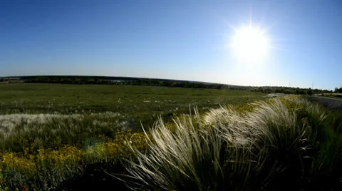 Feather-grass grass on a background a sun Stock Footage 32905875