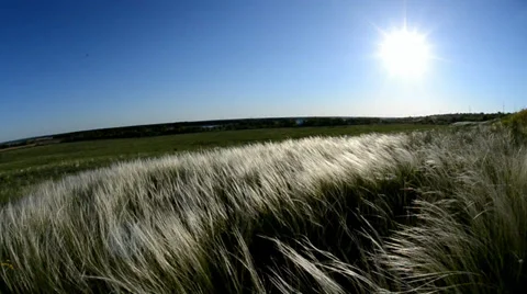 Feather-grass grass on a background a sun Stock Footage 32905878