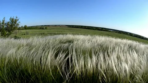 Feather-grass grass on a background a sun Stock Footage 32905884