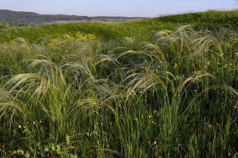 Feather grass, growing in the open spaces of the forest-steppe in the foothil Stock Photos