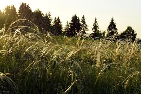 Feather grass, growing in the open spaces of the forest-steppe in the foothil Stock Photos