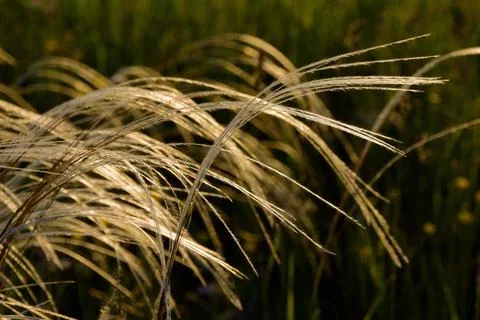 Feather grass, growing in the open spaces of the forest-steppe in the foothil Stock Photos