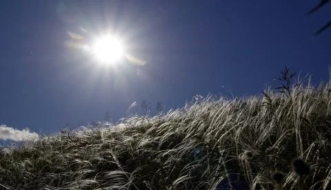 Feather grass, growing in the open spaces of the forest-steppe in the foothil Stock Photos