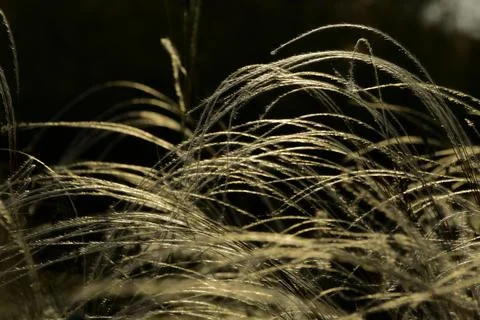 Feather grass, growing in the open spaces of the forest-steppe in the foothil Stock Photos