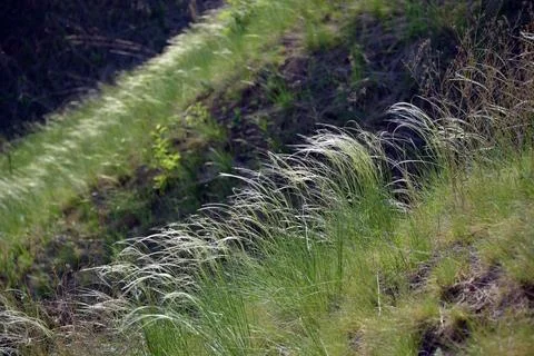 Feather grass, growing in the open spaces of the forest-steppe in the foothil Stock Photos