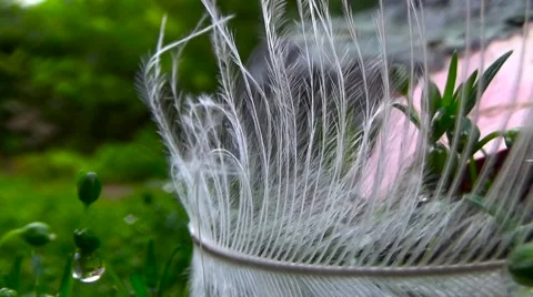 Feather grass Macro. Stock Footage 54273615