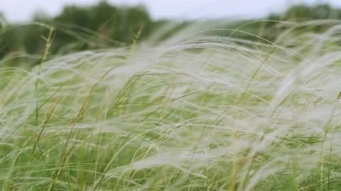Feather Grass in the meadow inflates the wind. Needle Grass. Selective focus Video stock 155914078