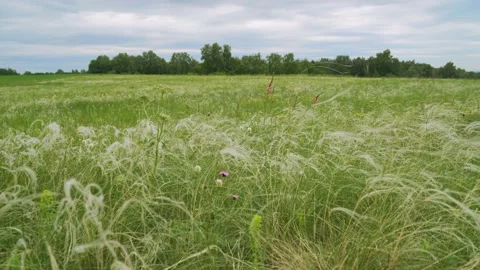 Feather Grass in the meadow inflates the wind. Needle Grass. Selective focus Video stock 155914249