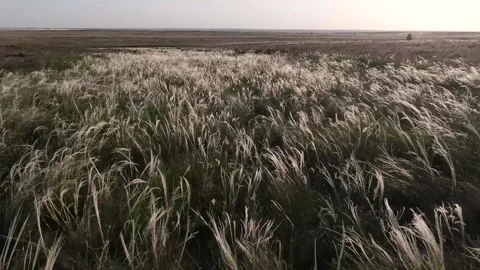 Feather Grass in the meadow inflates the wind Stock Footage 220600900