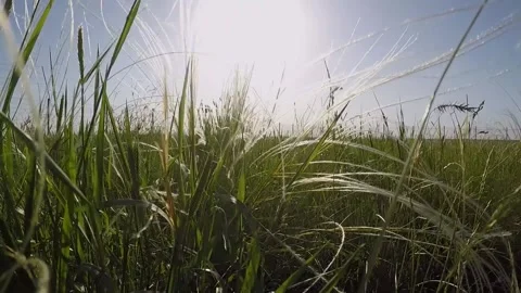 Feather Grass in the meadow inflates the wind Video stock 221819054