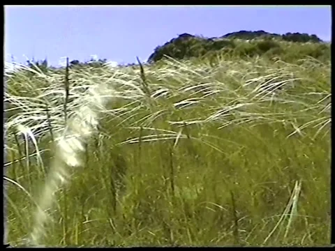 Feather Grass Moving In Mountain Wind Stock Footage 336301170