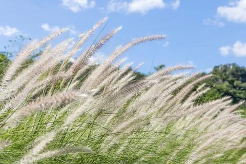 Feather grass in nature Stock Photos