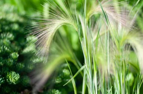 Feather grass, needle grass, or spear grass Stipa sp. Stock Photos