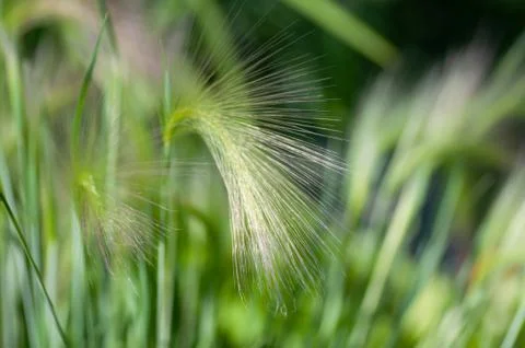Feather grass, needle grass, or spear grass Stipa sp. Stock Photos