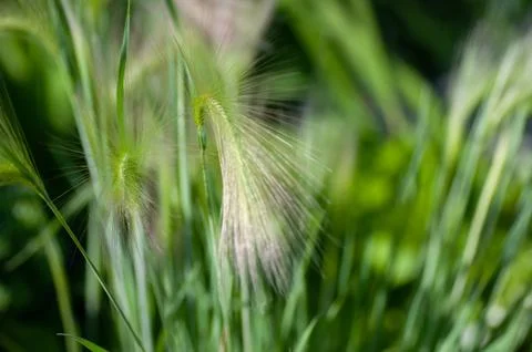 Feather grass, needle grass, or spear grass Stipa sp. Stock Photos