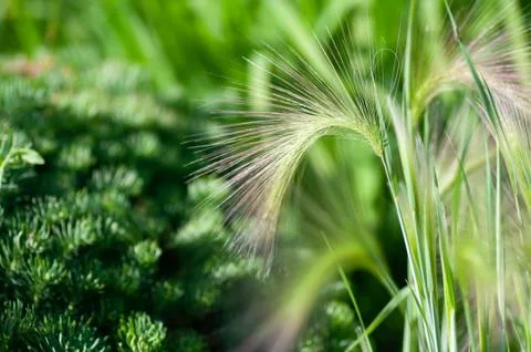 Feather grass, needle grass, or spear grass Stipa sp. Stock Photos