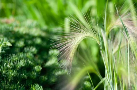 Feather grass, needle grass, or spear grass Stipa sp. Stock Photos