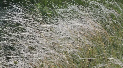 Feather Grass or Needle Grass (Nassella tenuissima) at the slight breath of wind Stockbeeldmateriaal 24499977