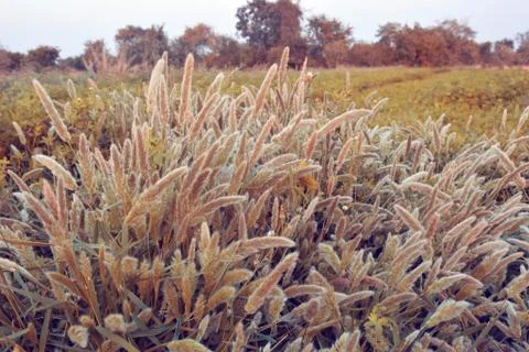 Feather Grass or Needle Grass. Stock Photos