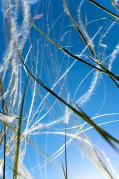 Feather grass Foto stock