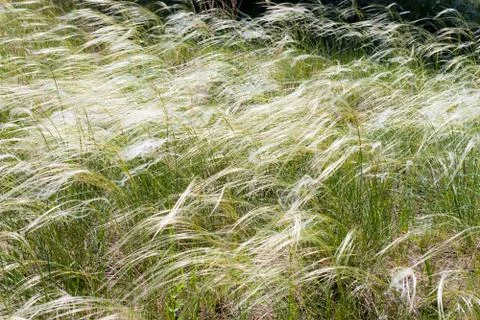 Feather grass Stock Photos