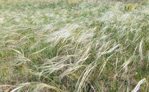 Feather grass Foto stock