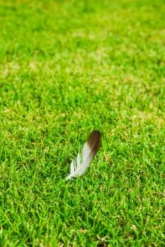 Feather on grass Stock Photos