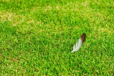 Feather on grass Stock-Fotos