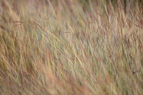 Feather grass Foto stock