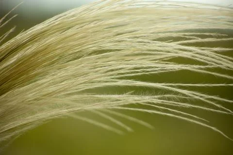 Feather grass Stock Photos