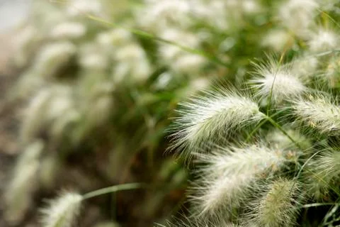 Feather grass Stock Photos