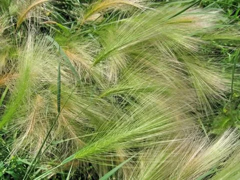 Feather-grass Stock Photos