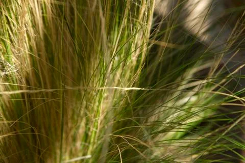 Feather Grass Stock Photos