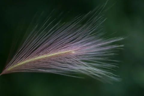 Feather grass Foto stock