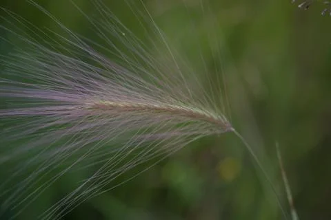 Feather grass Foto stock