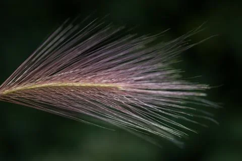 Feather grass Foto stock