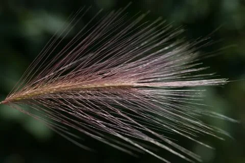 Feather grass Stock-Fotos