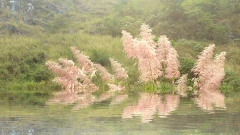 Feather grass Foto stock