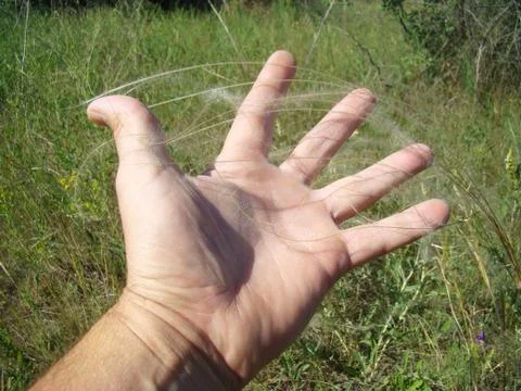 Feather grass Stock Photos