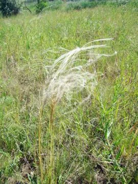 Feather grass Stock Photos