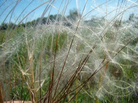Feather grass Photos