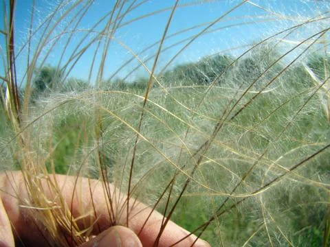 Feather grass Foto stock