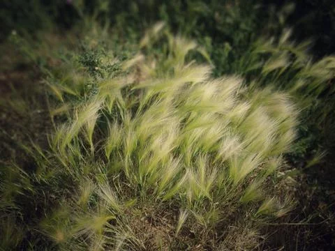 Feather Grass Foto stock