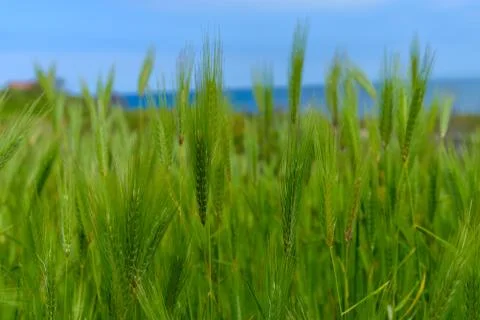The feather grass Stock Photos
